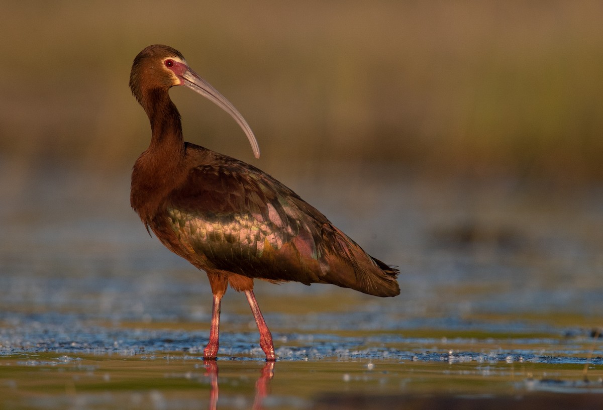 White-faced Ibis - ML309606821
