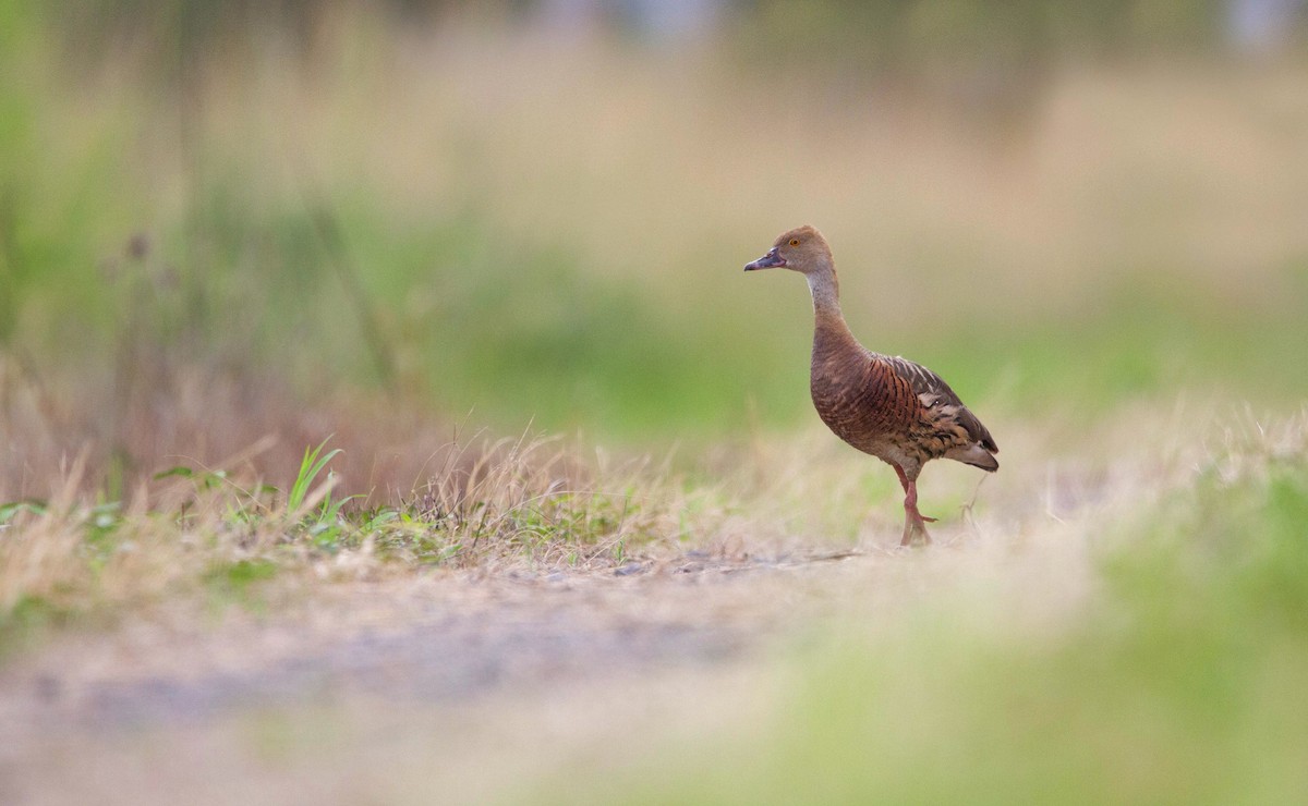 Plumed Whistling-Duck - ML309607651