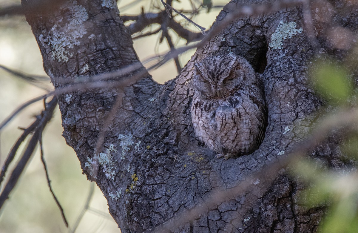 Whiskered Screech-Owl - Levi Plummer