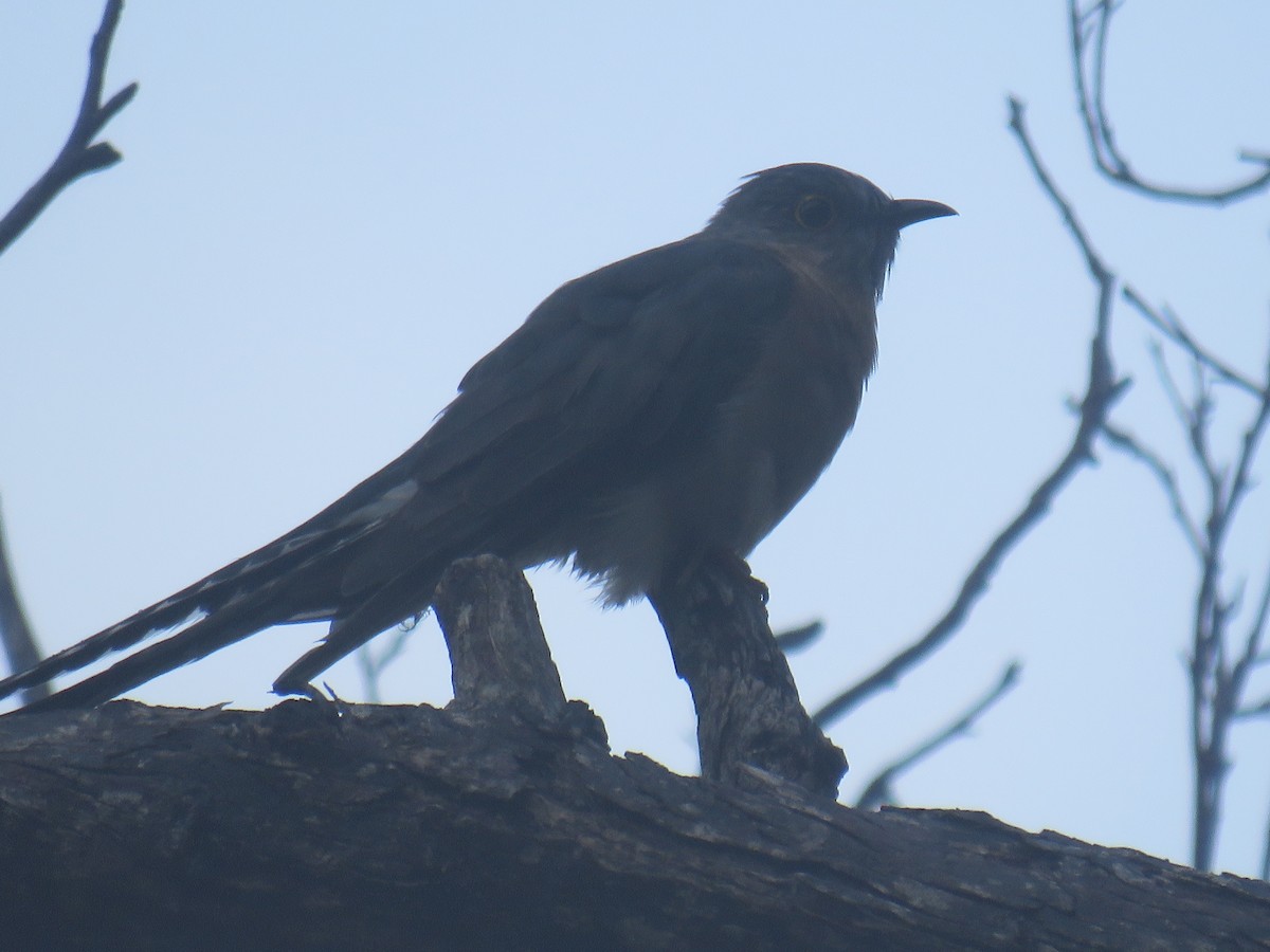 Fan-tailed Cuckoo - ML309608521