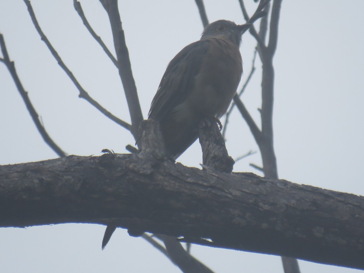 Fan-tailed Cuckoo - ML309608531