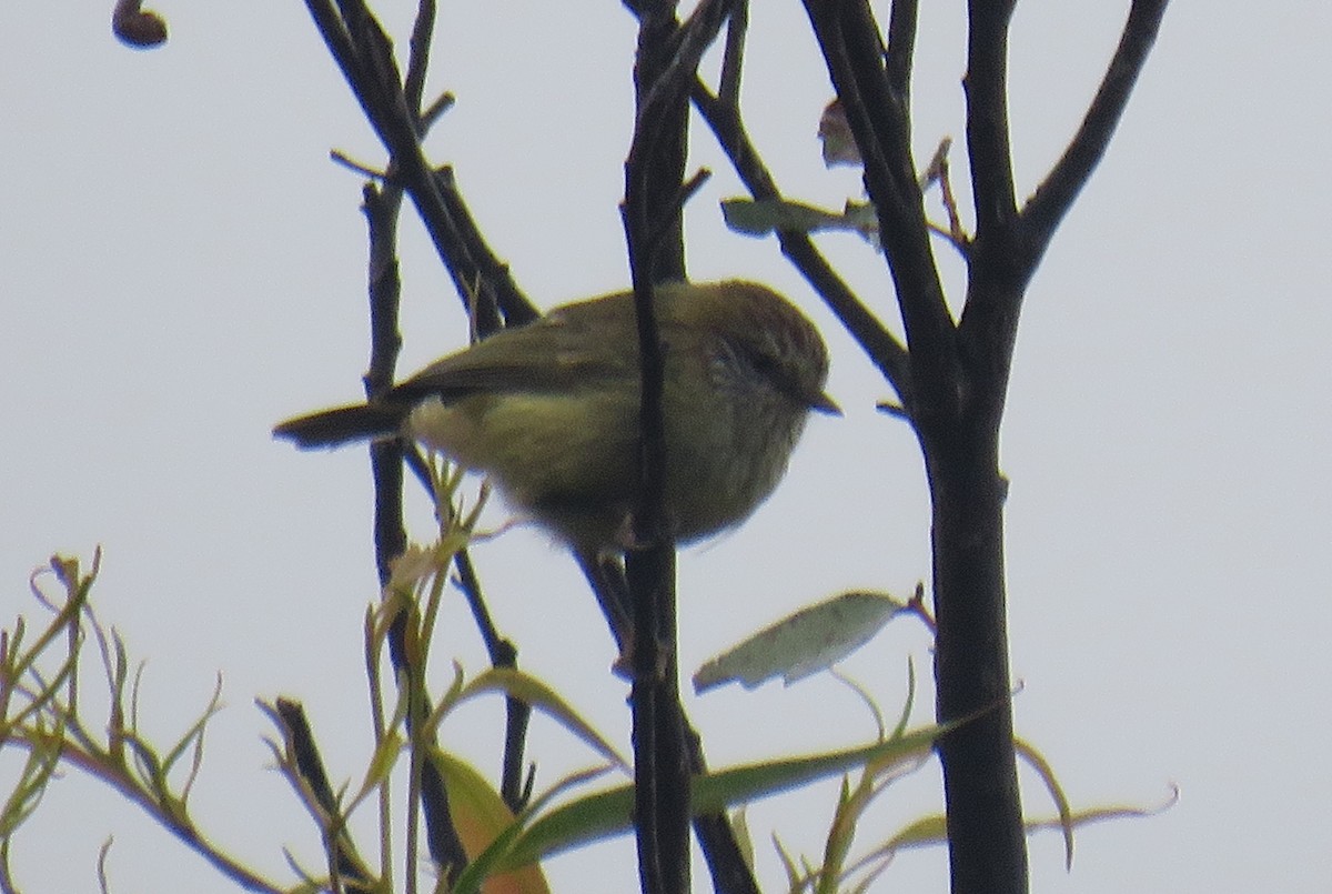 Striated Thornbill - ML309608651