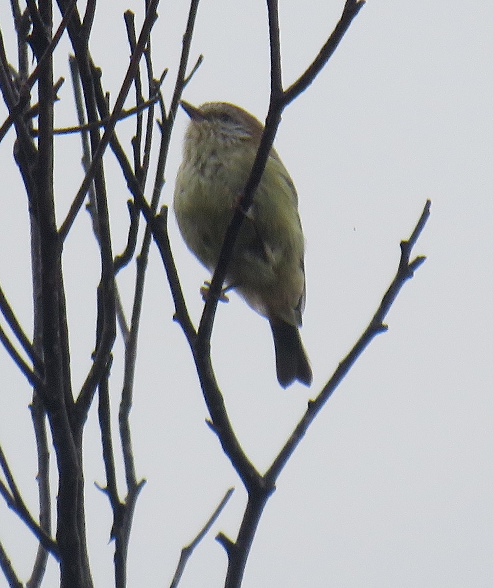 Striated Thornbill - ML309608771