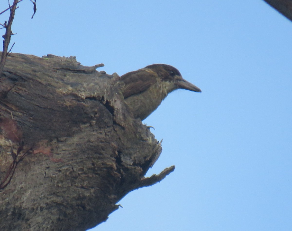 Gray Butcherbird - ML309608811