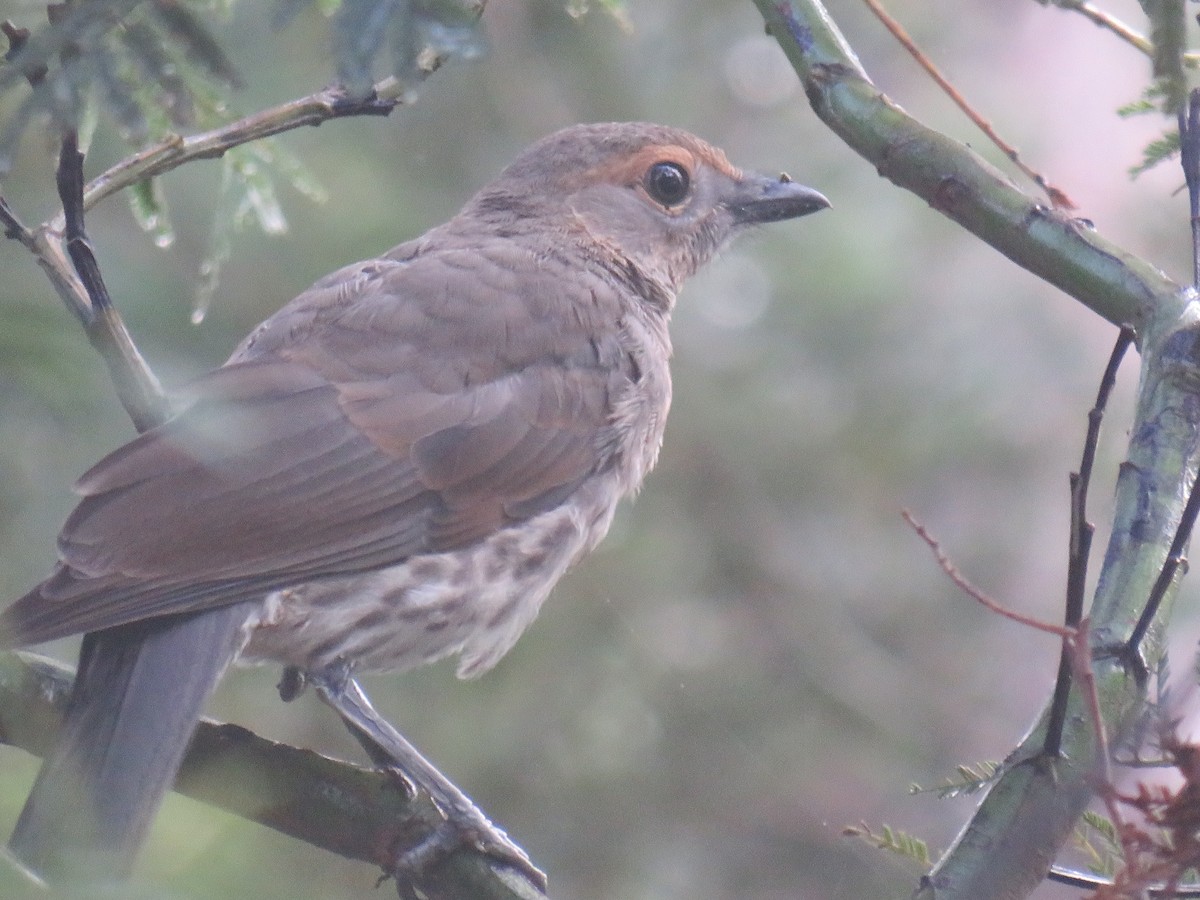 Gray Shrikethrush - ML309608881