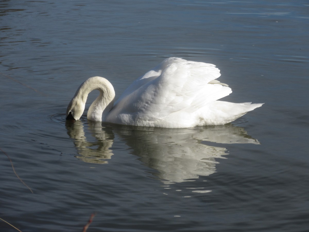 Cygne tuberculé - ML309608961