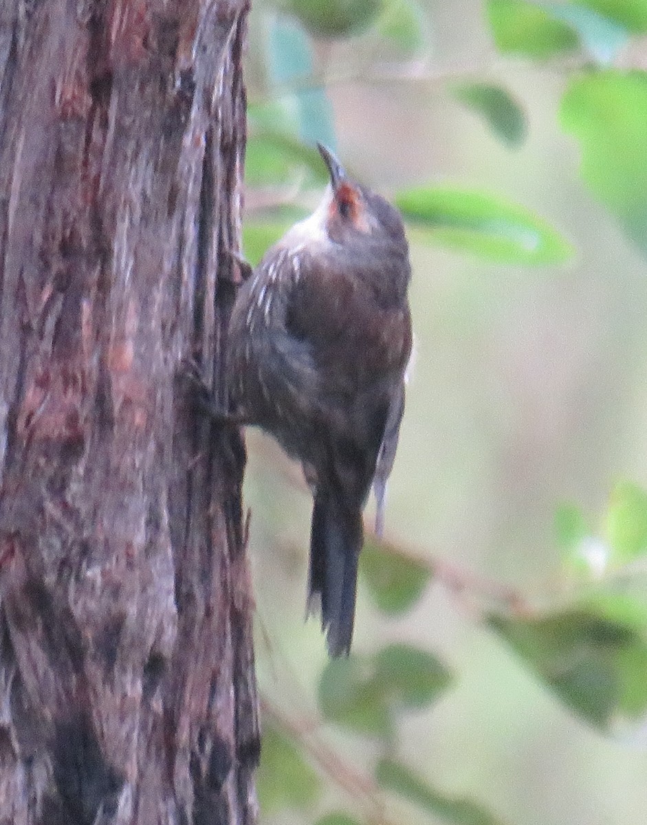 Red-browed Treecreeper - ML309608991