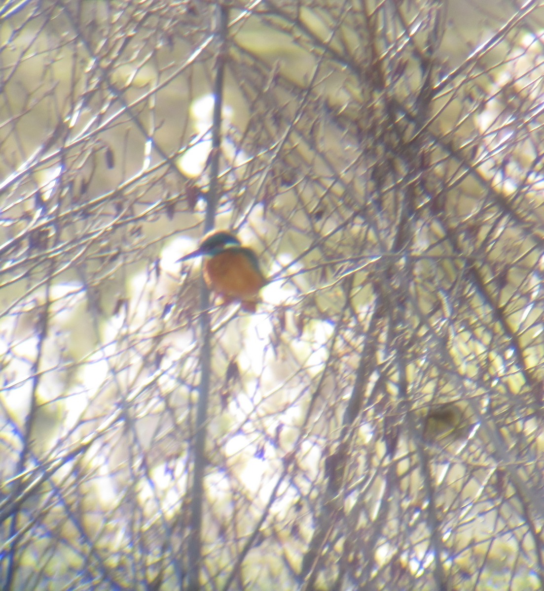 Common Kingfisher - ML309609001