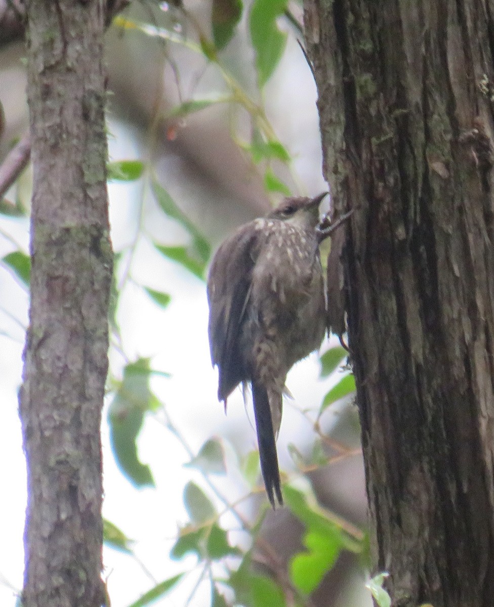 White-throated Treecreeper - ML309609081