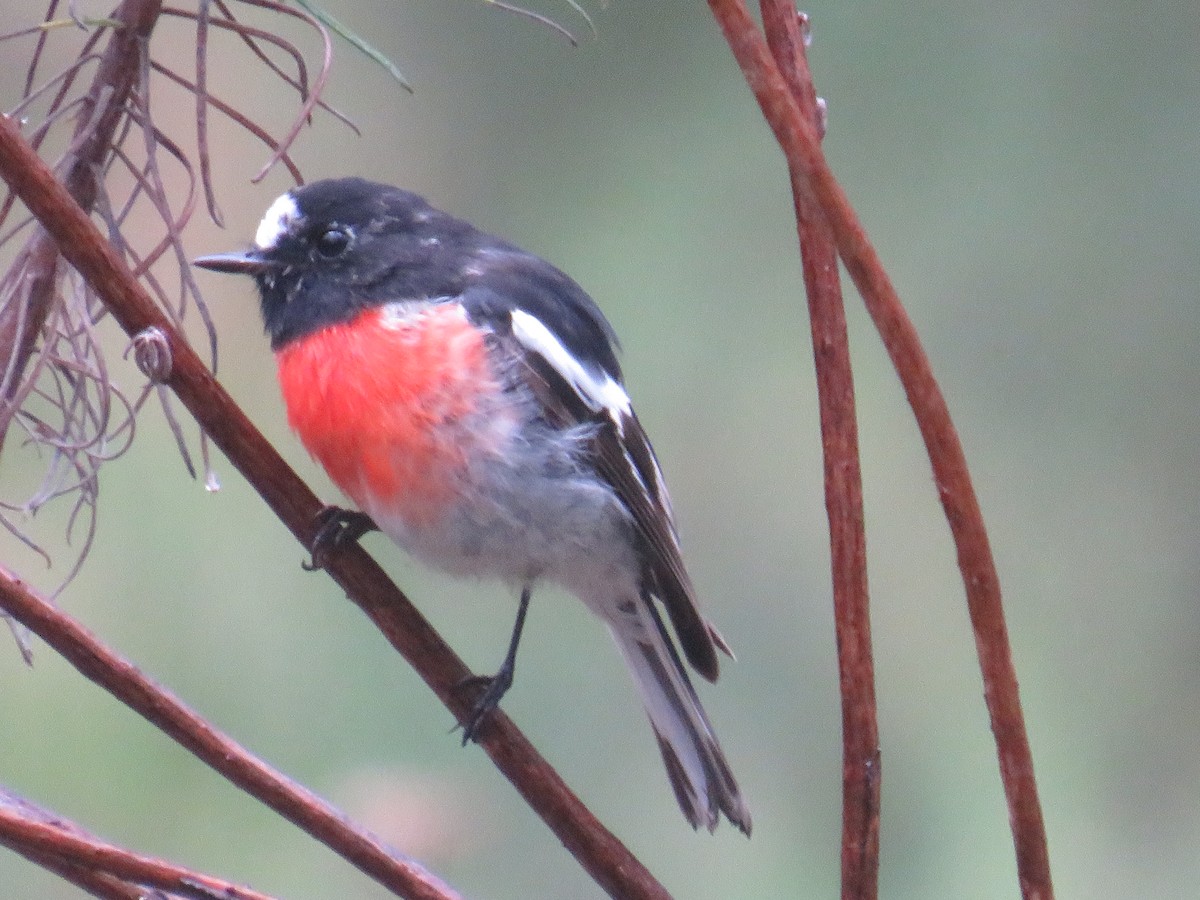 Scarlet Robin - ML309609801