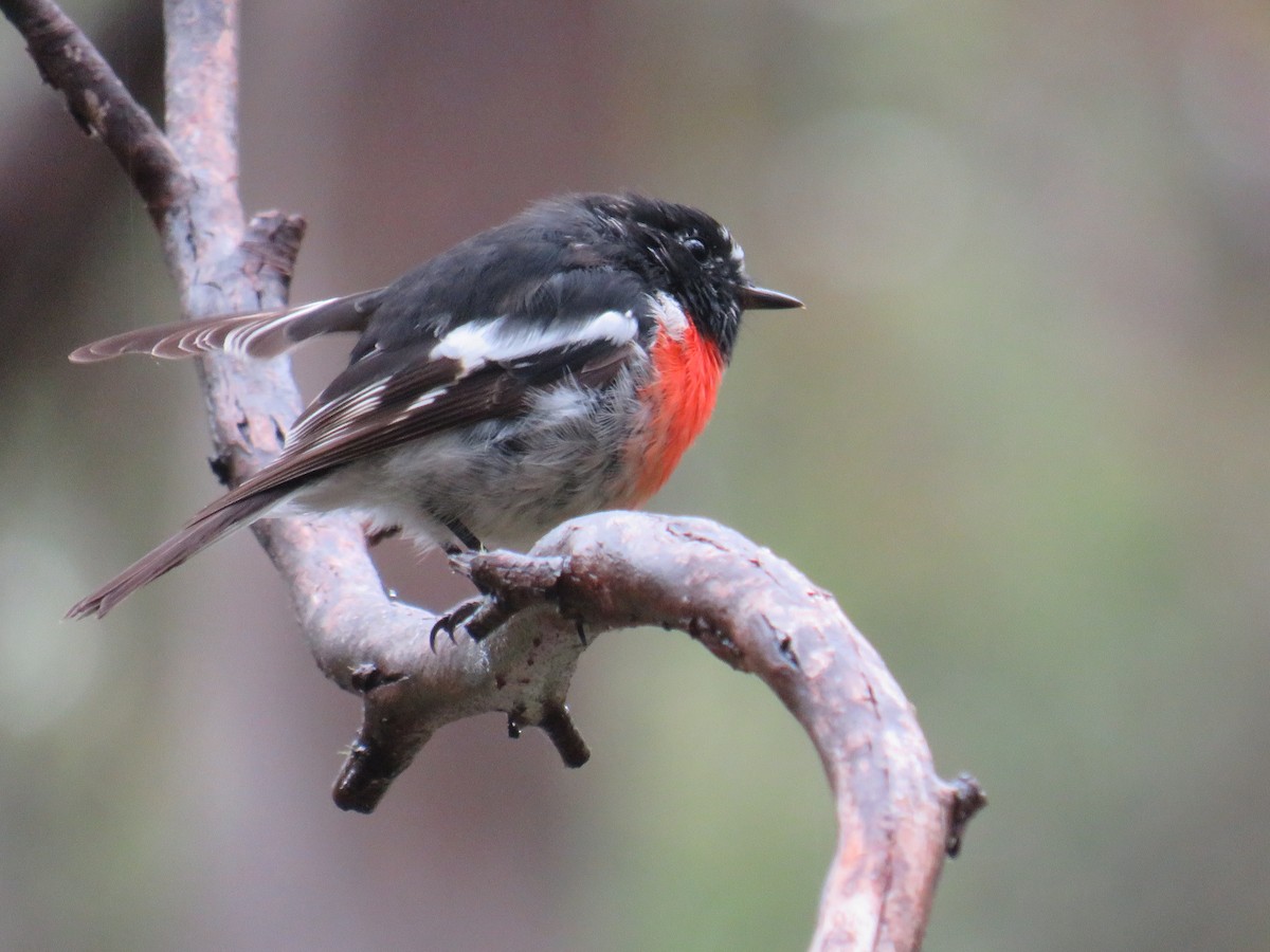 Scarlet Robin - ML309609811