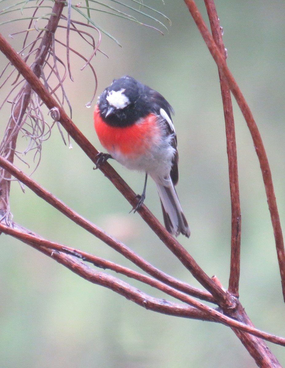 Scarlet Robin - ML309609891