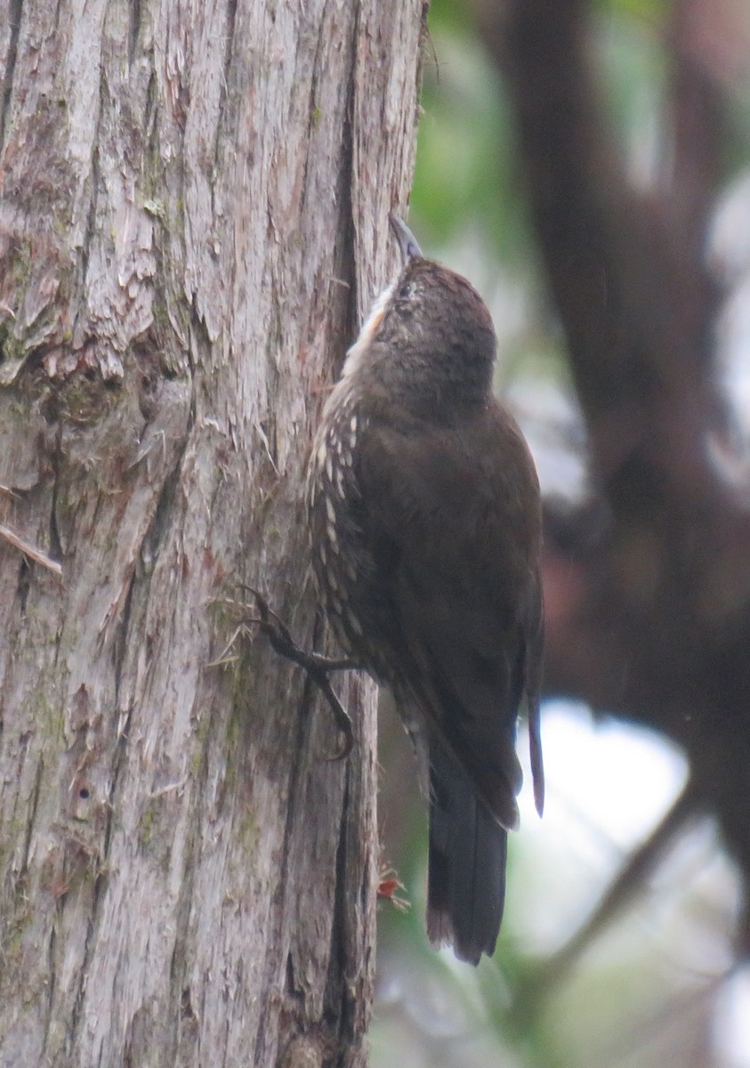 White-throated Treecreeper - ML309610081