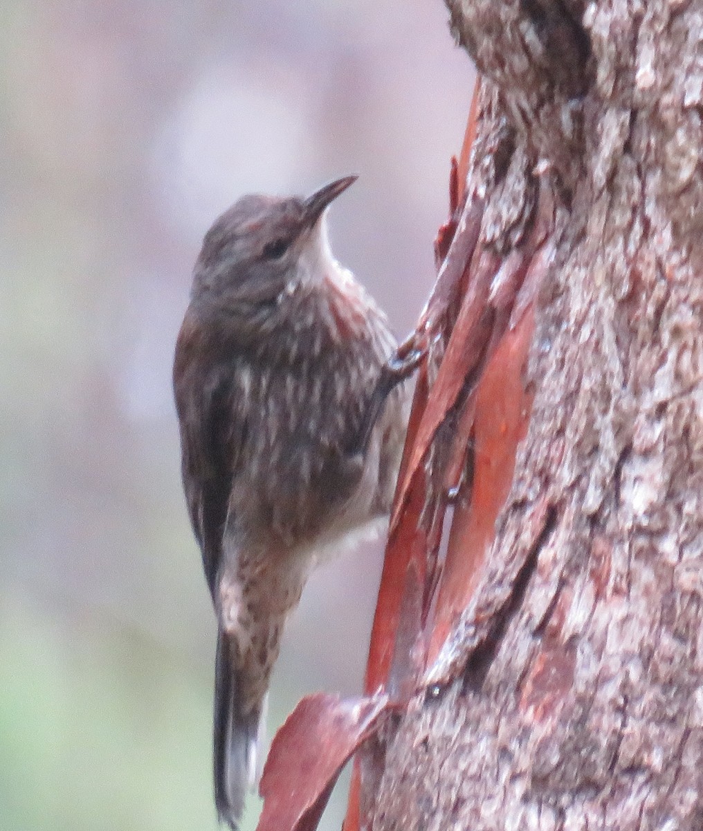 White-throated Treecreeper - ML309610151