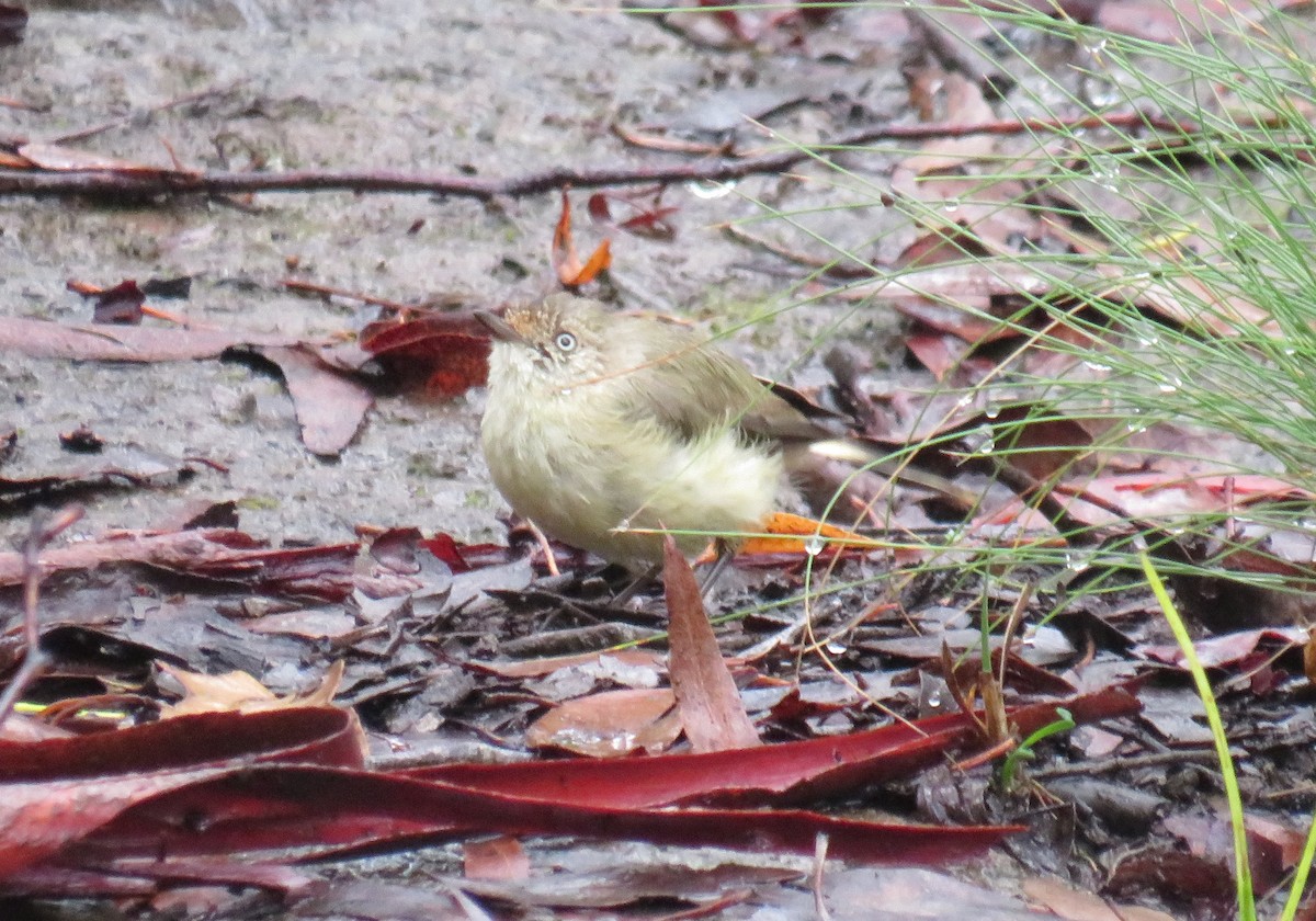 Buff-rumped Thornbill - ML309610291