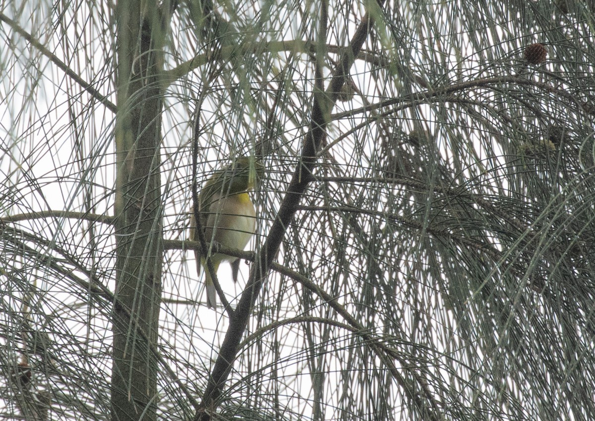 Warbling White-eye - ML309610301