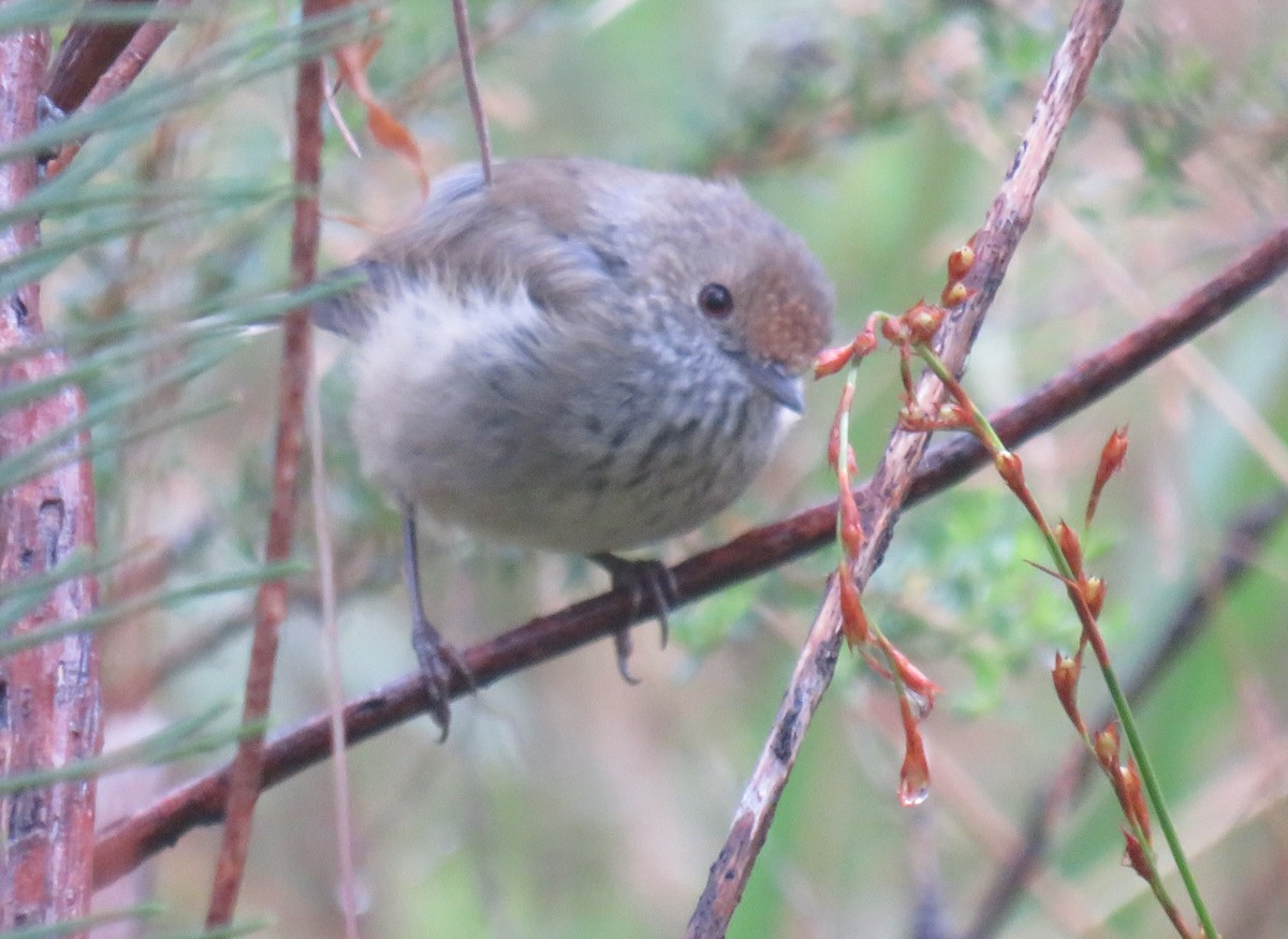 Brown Thornbill - Rodney Macready