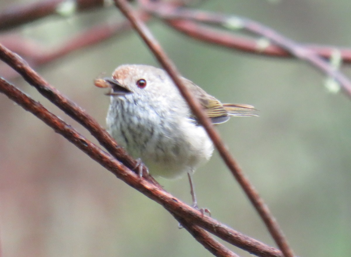 Brown Thornbill - ML309610361