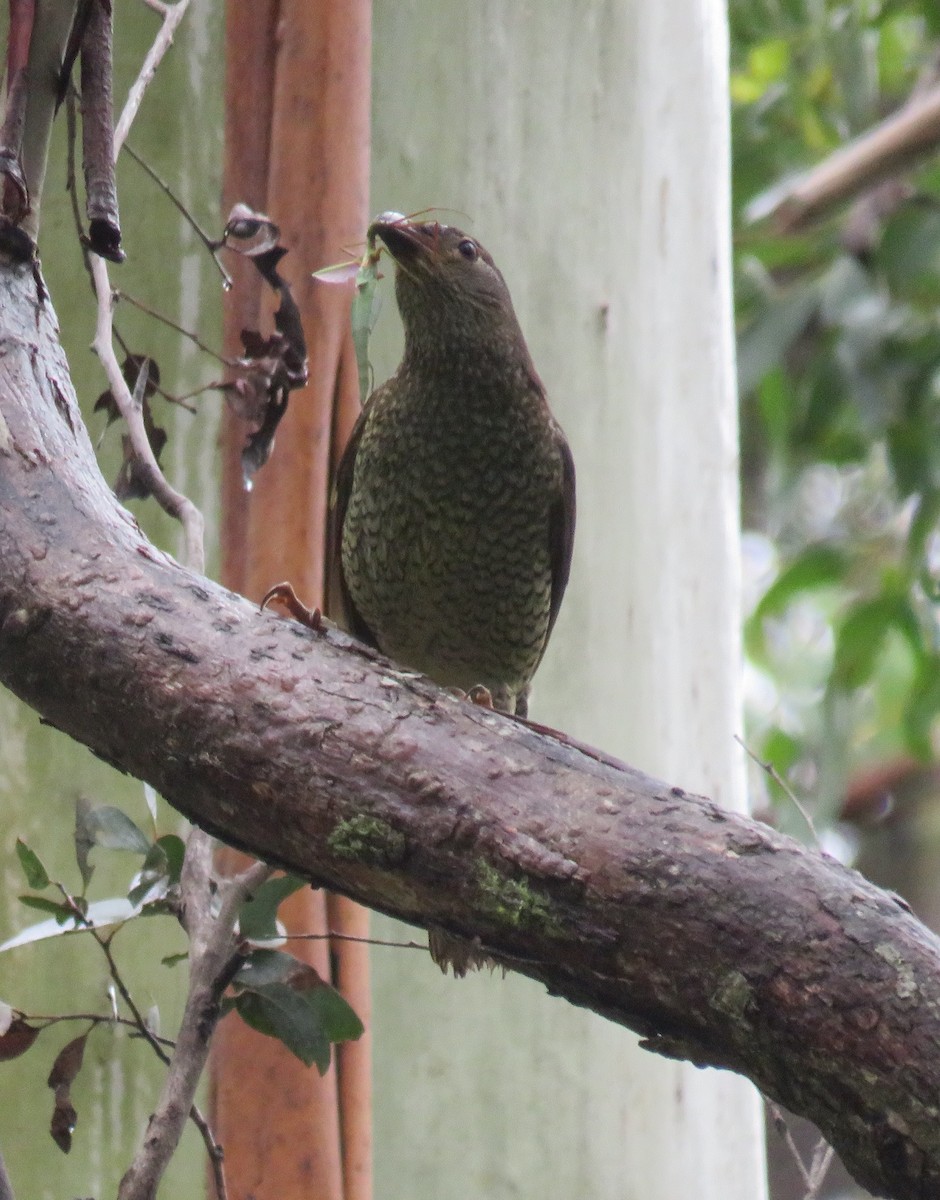 Satin Bowerbird - ML309610461