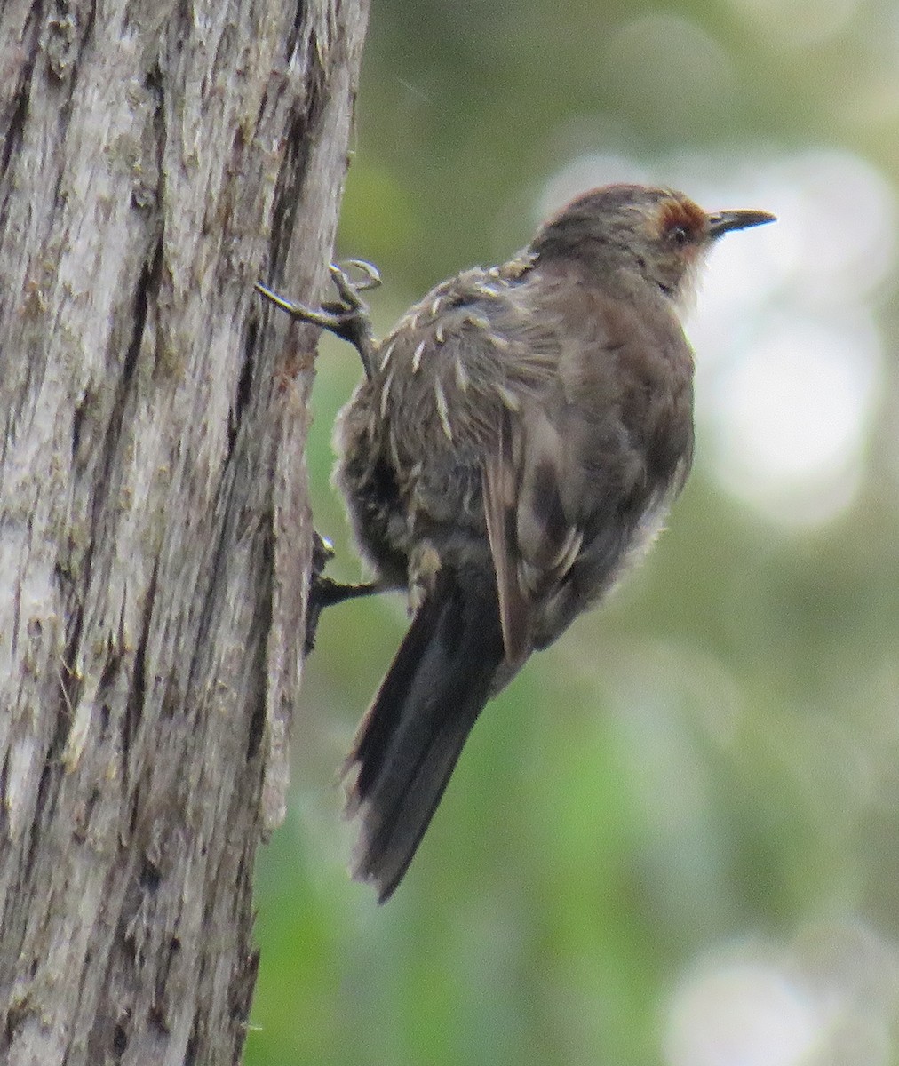 Red-browed Treecreeper - ML309610701