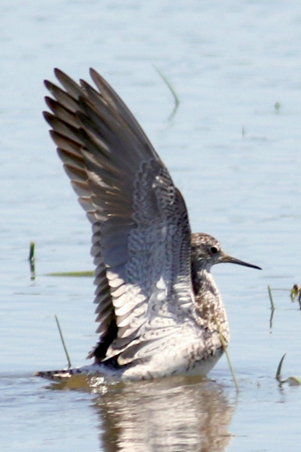 Lesser Yellowlegs - Jon G.