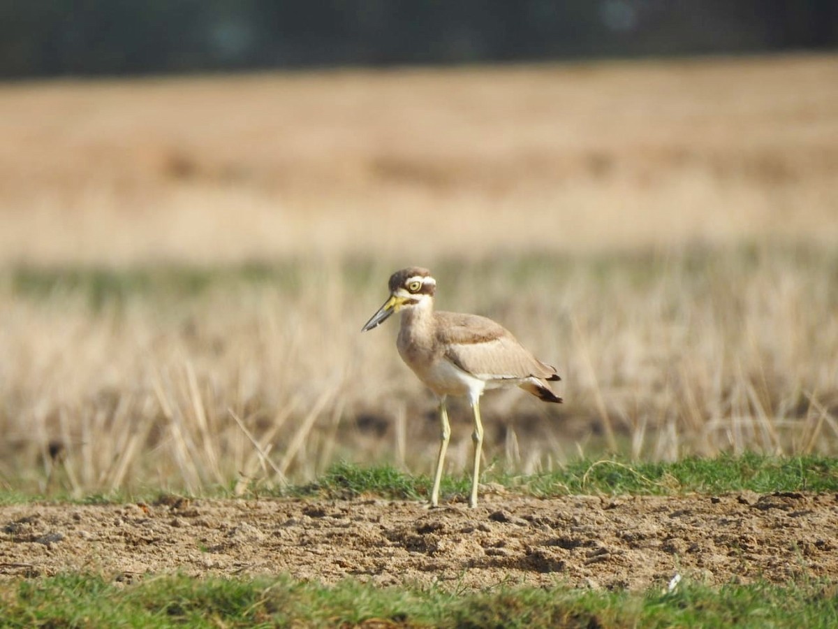 Great Thick-knee - Nal Sarovar Sabbir Belim