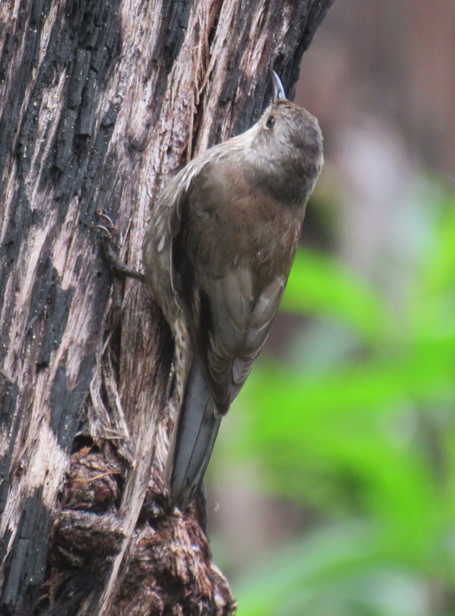 White-throated Treecreeper - ML309611631