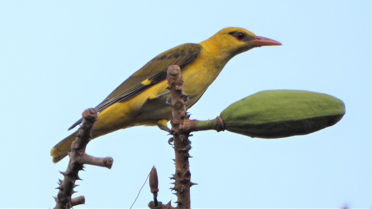 Indian Golden Oriole - ML309611751