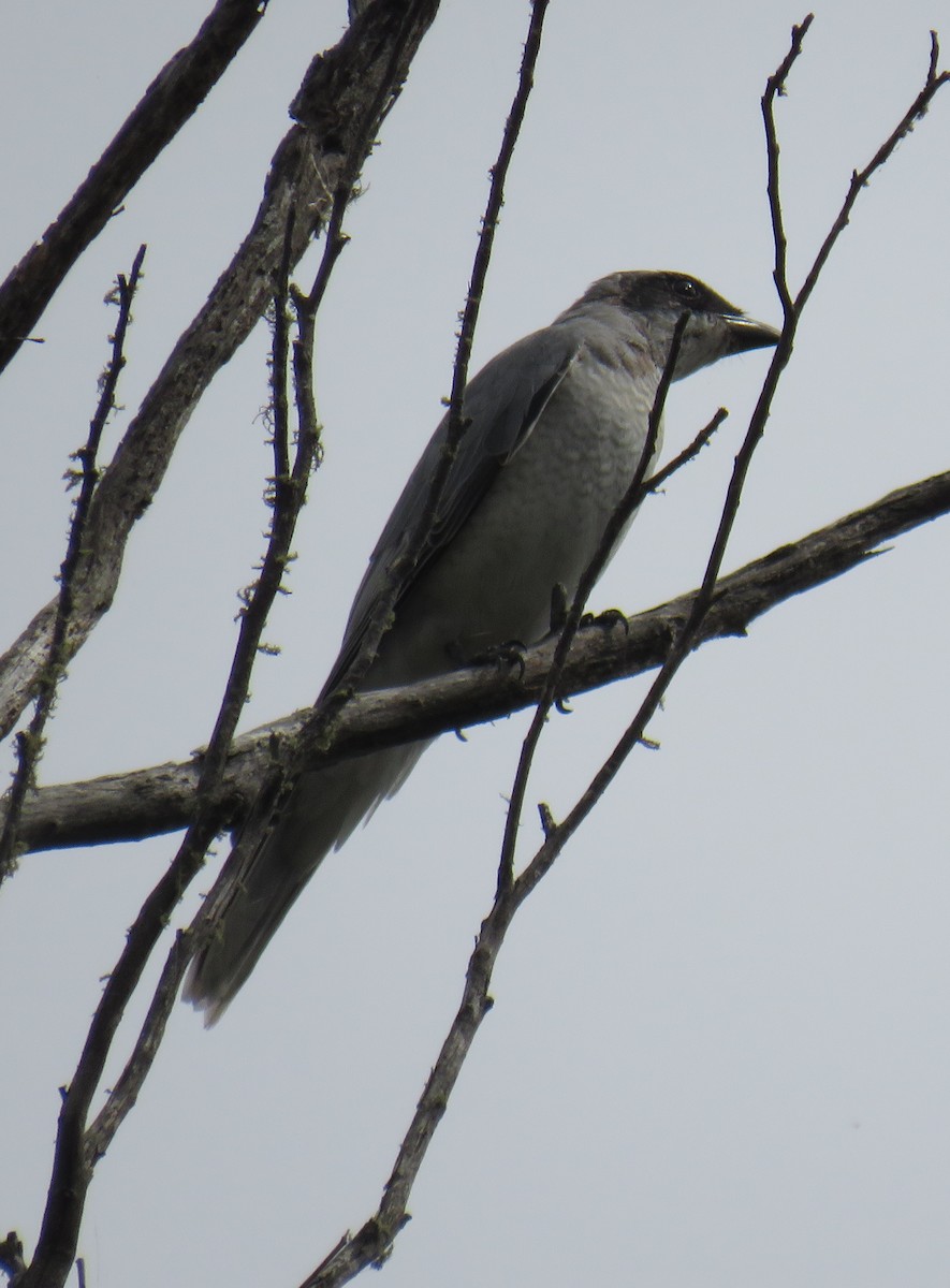 Black-faced Cuckooshrike - ML309611851