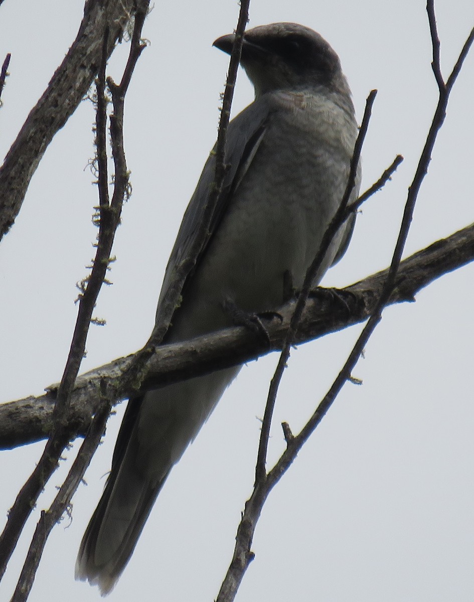 Black-faced Cuckooshrike - ML309611861