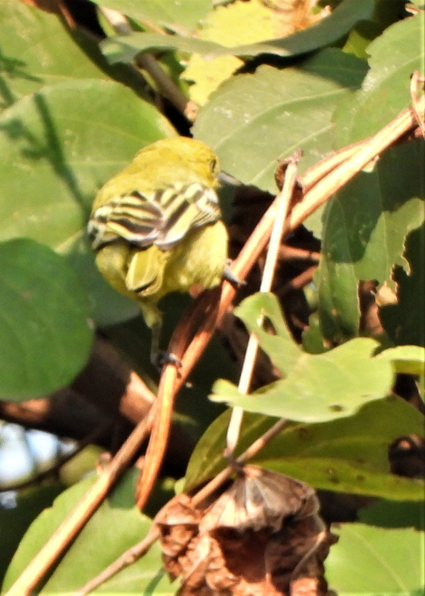 Common Iora - Girish Chhatpar