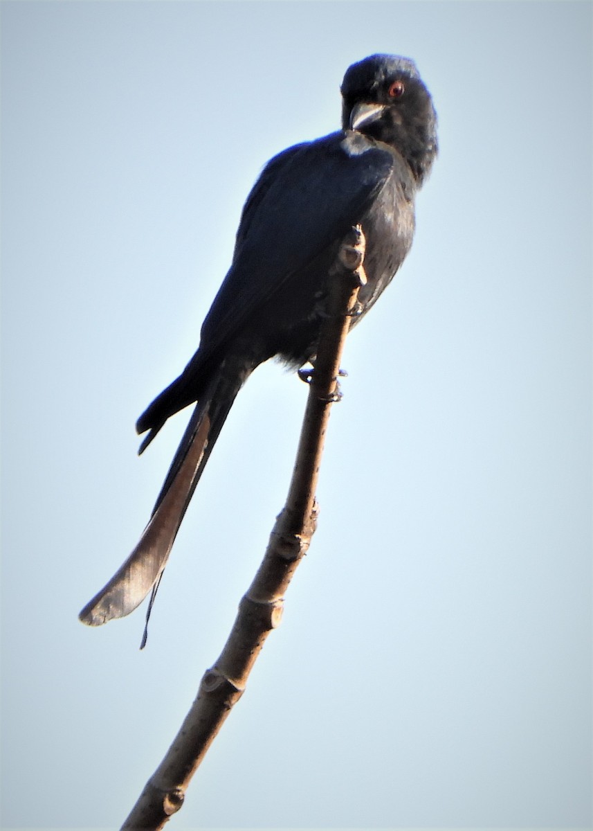 Ashy Drongo - ML309611961