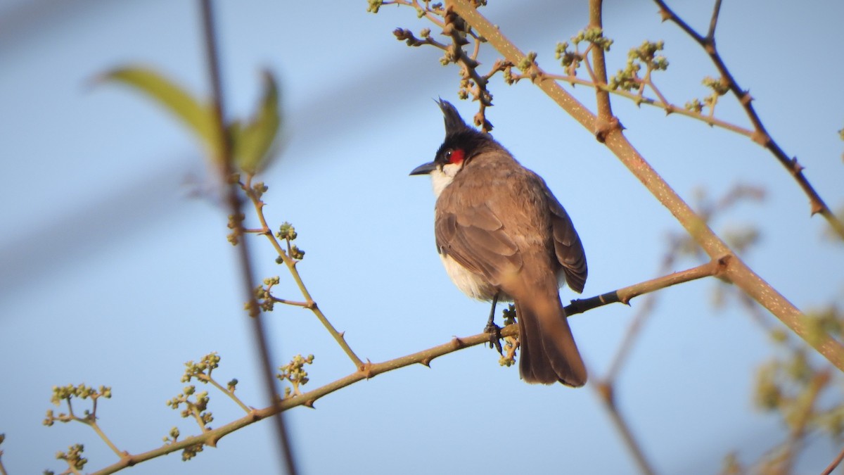 Red-whiskered Bulbul - ML309612051