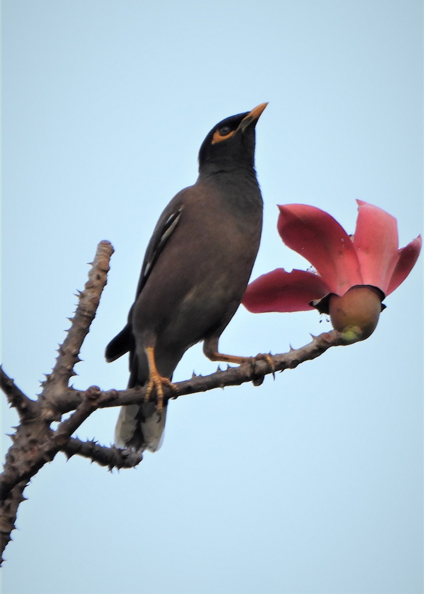 Common Myna - ML309612071