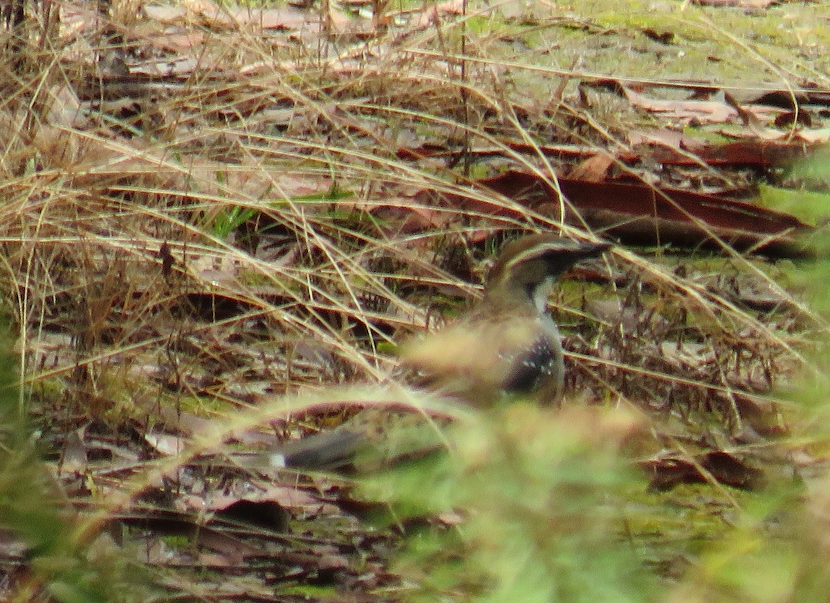 Spotted Quail-thrush - ML309612081