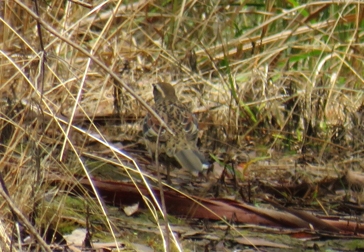 Spotted Quail-thrush - ML309612091