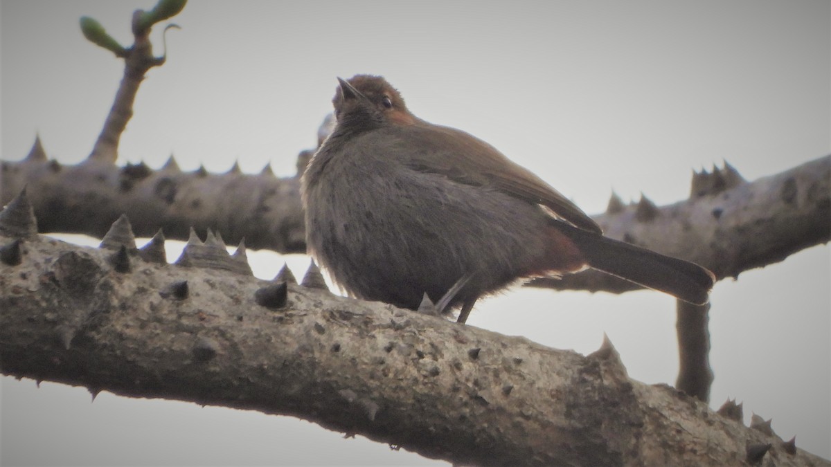 Indian Robin - ML309612111