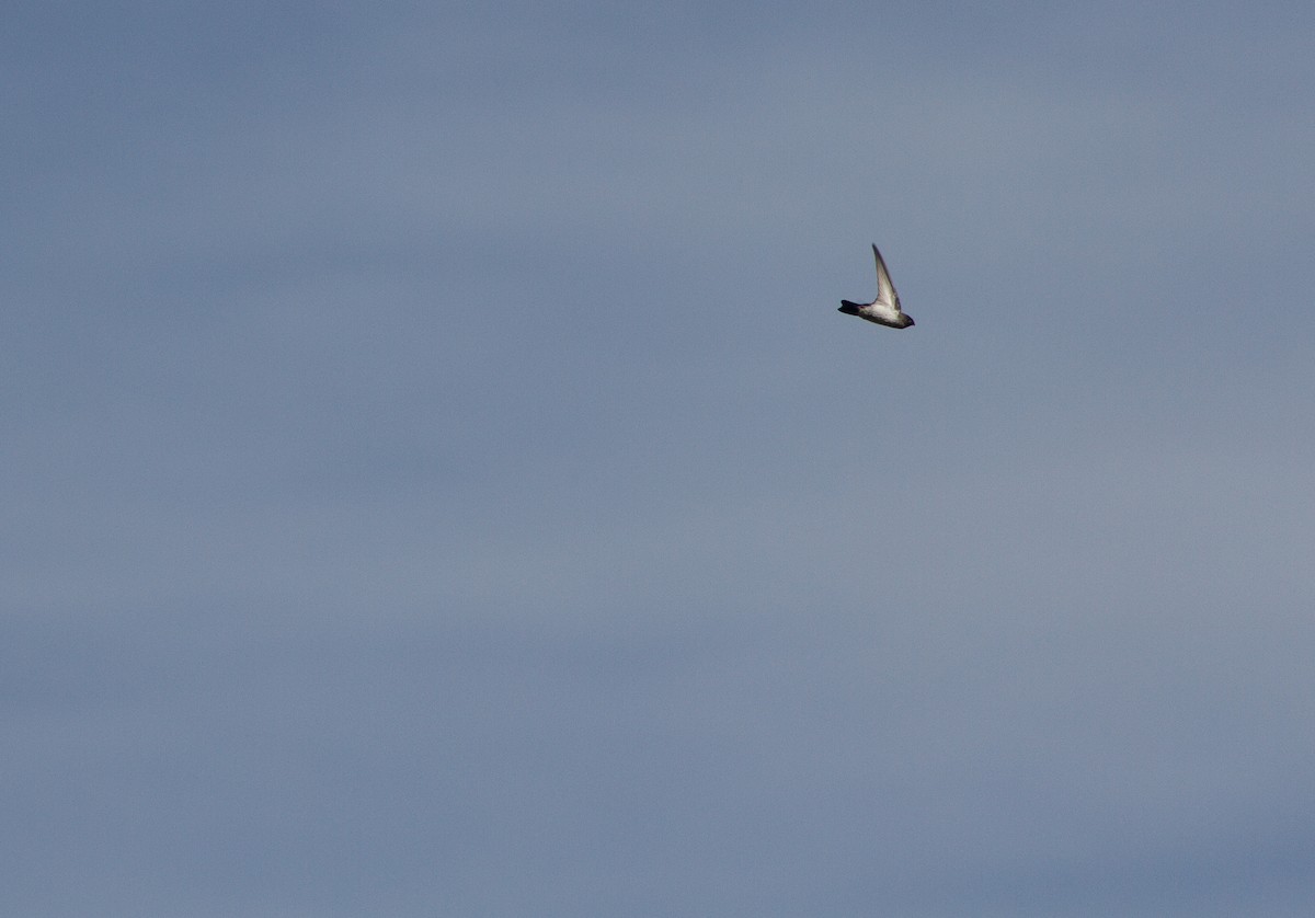 Drab Swiftlet - ML309612171