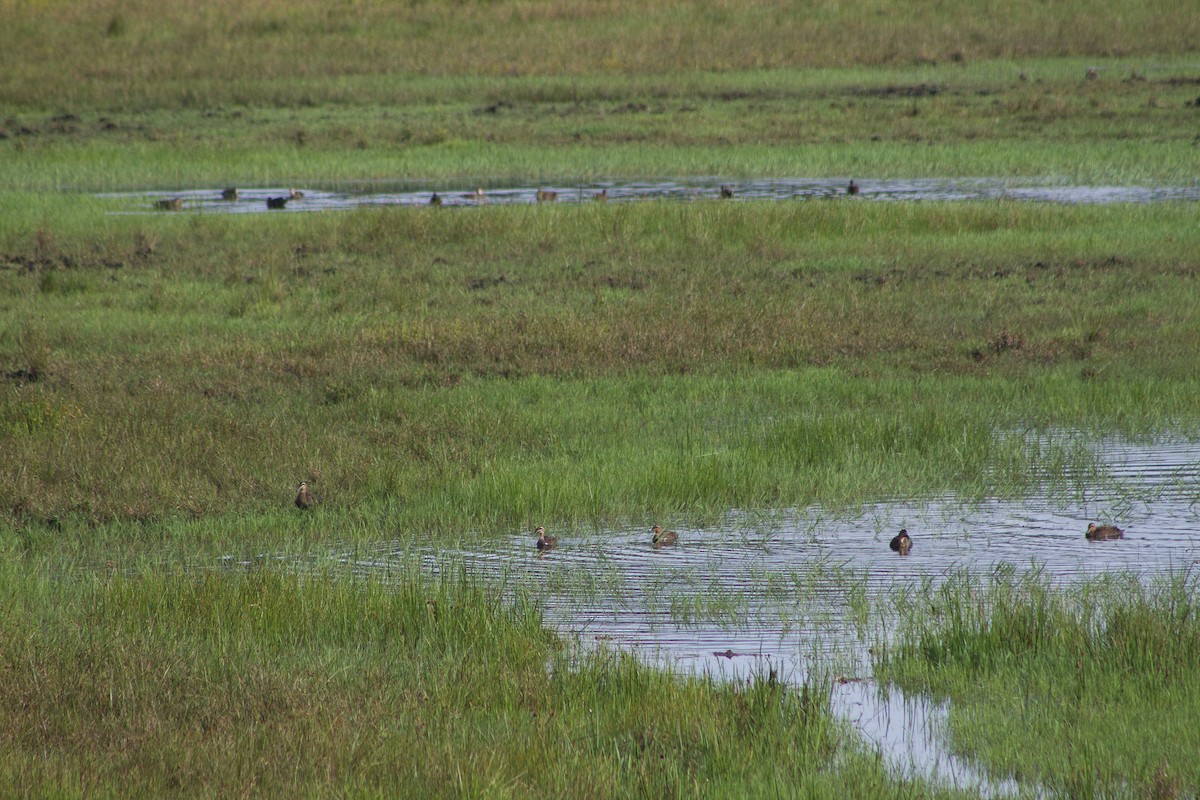 Pacific Black Duck - ML309612191