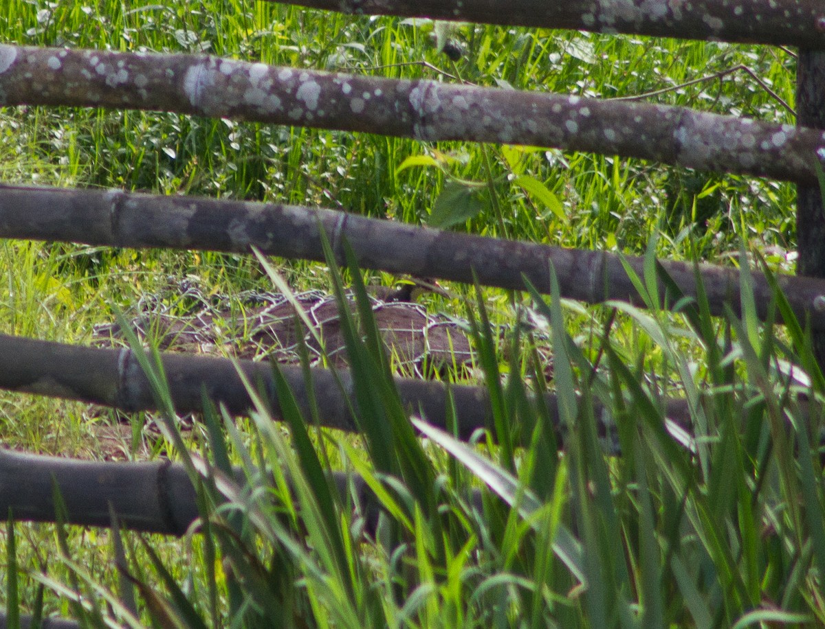 White-breasted Waterhen - ML309612211