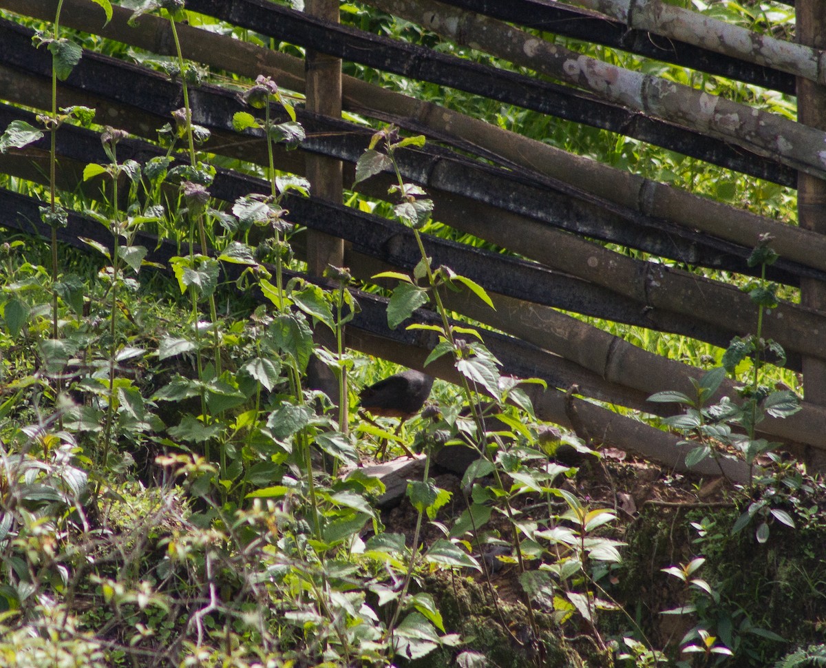 White-breasted Waterhen - ML309612281
