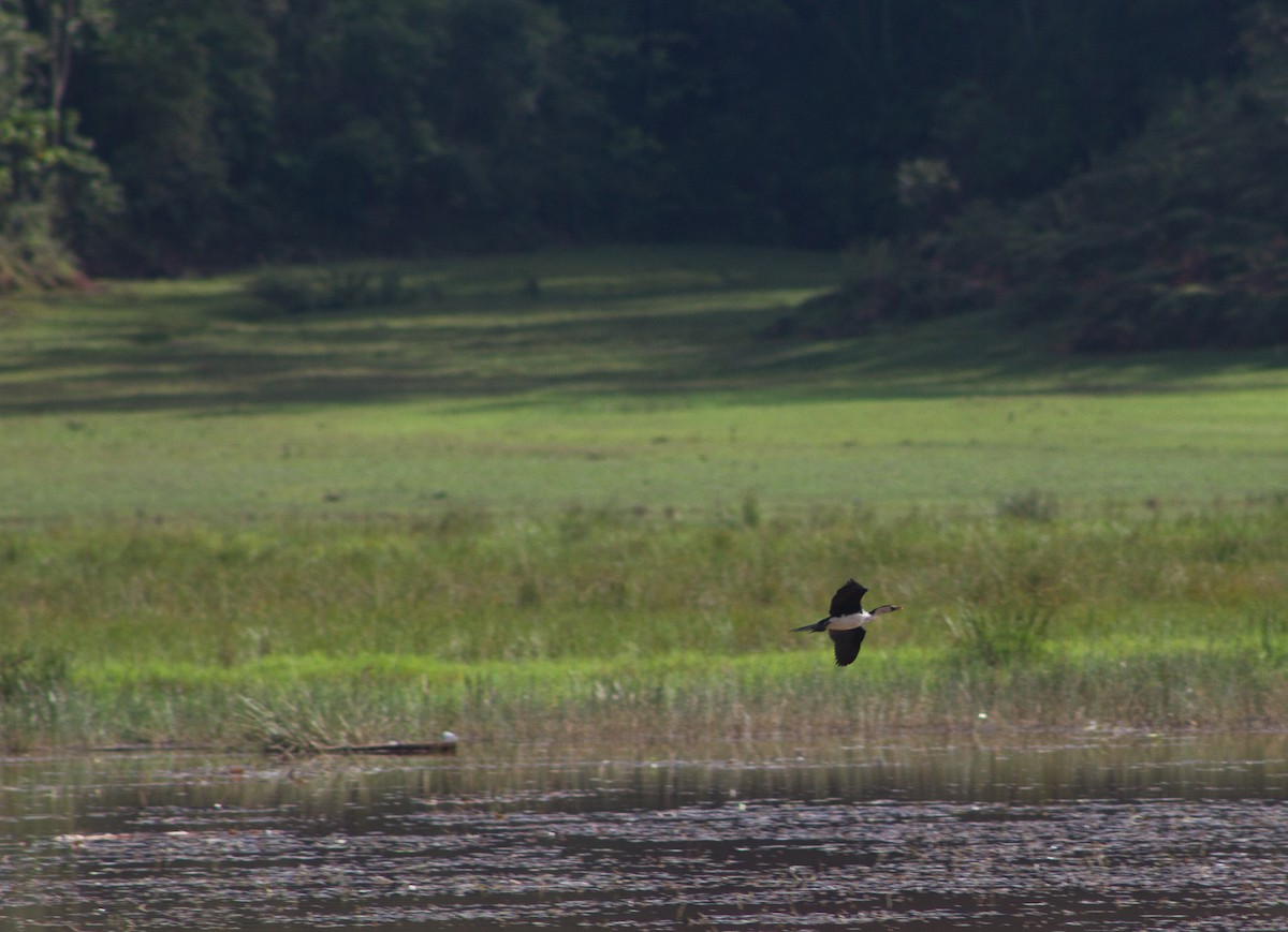 Little Pied Cormorant - ML309612291