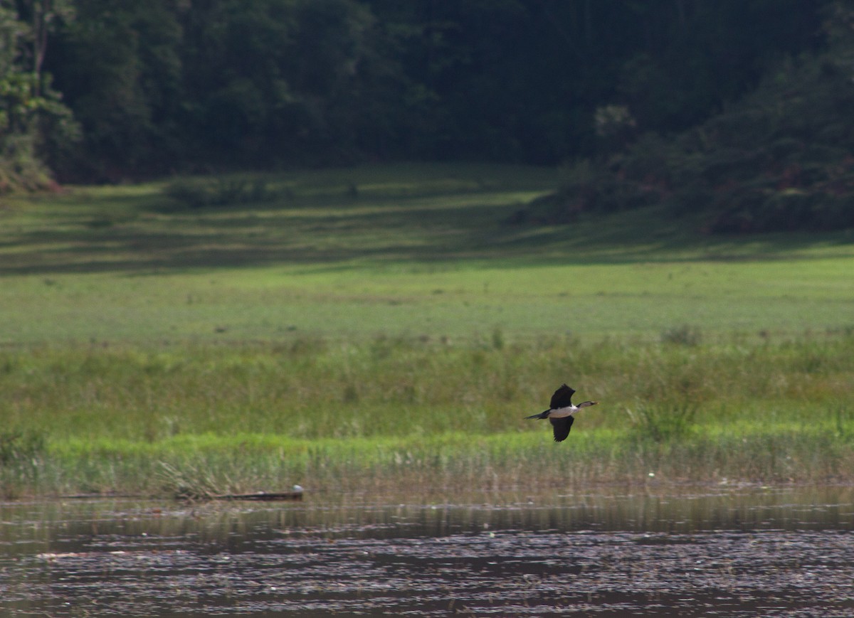 Cormorán Piquicorto - ML309612291