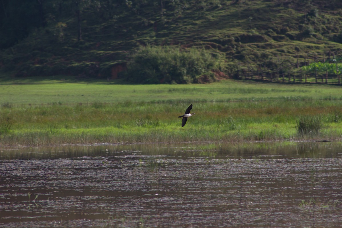 Little Pied Cormorant - ML309612311