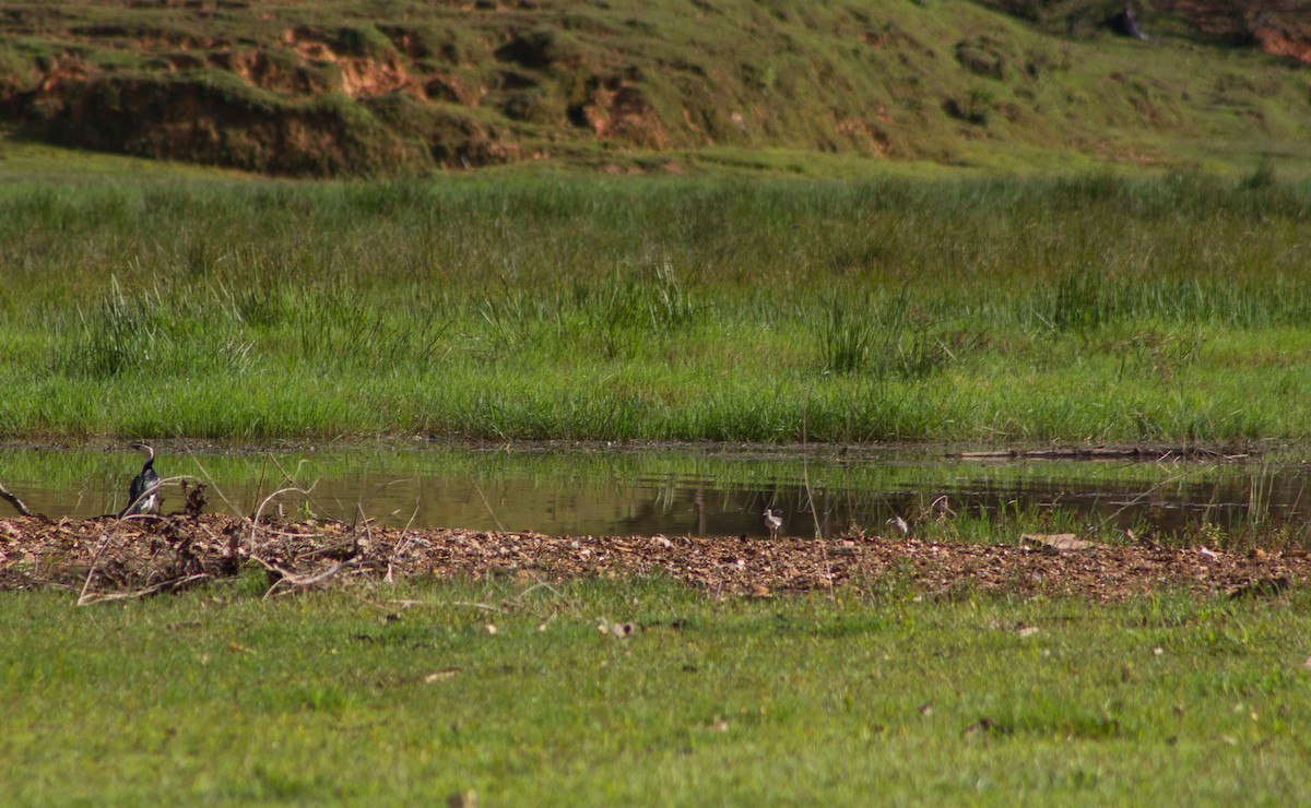 Little Pied Cormorant - ML309612341