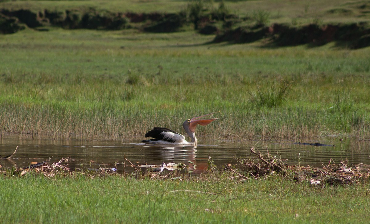 Australian Pelican - ML309612421