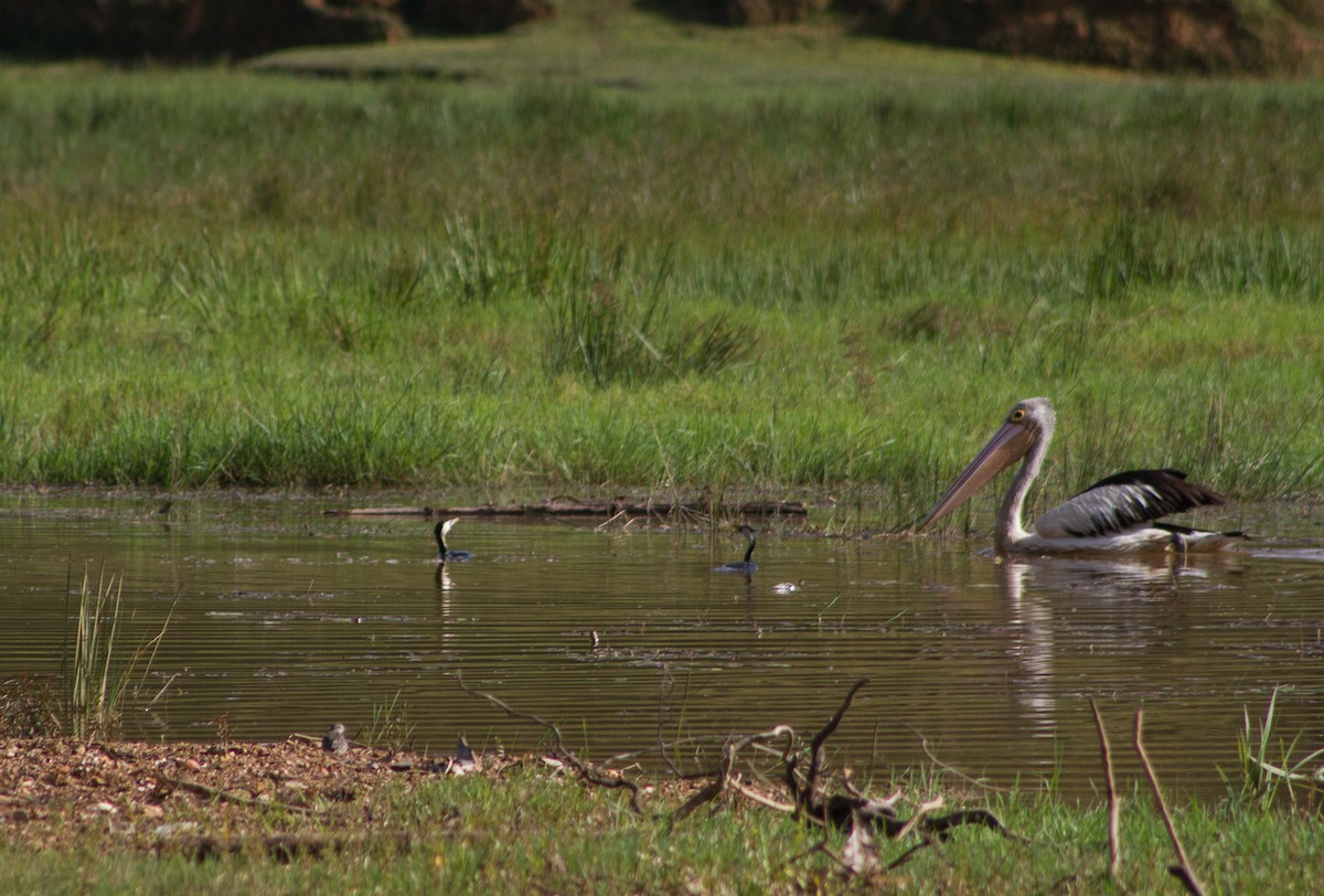 Australian Pelican - ML309612431