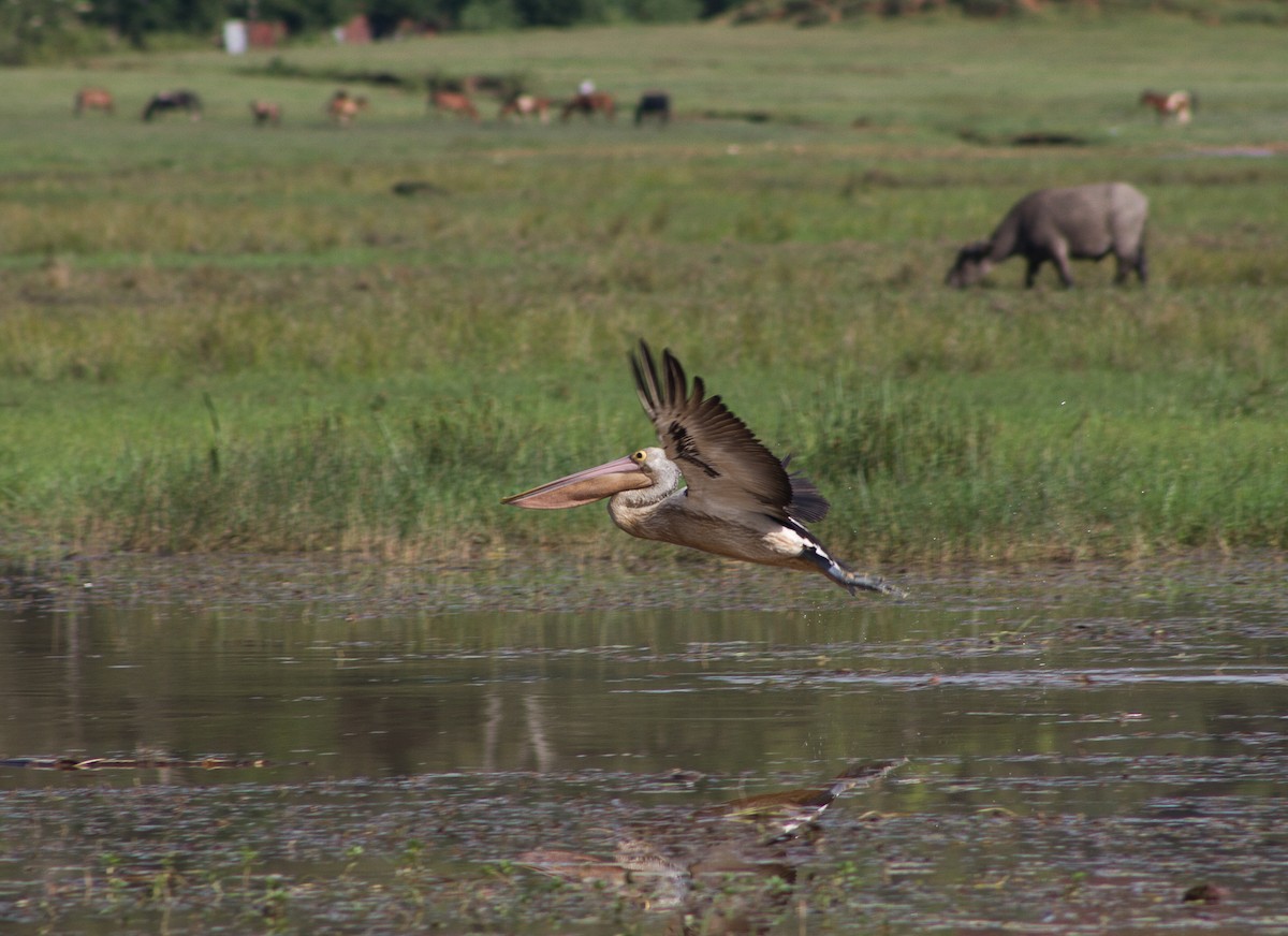 Australian Pelican - ML309612461