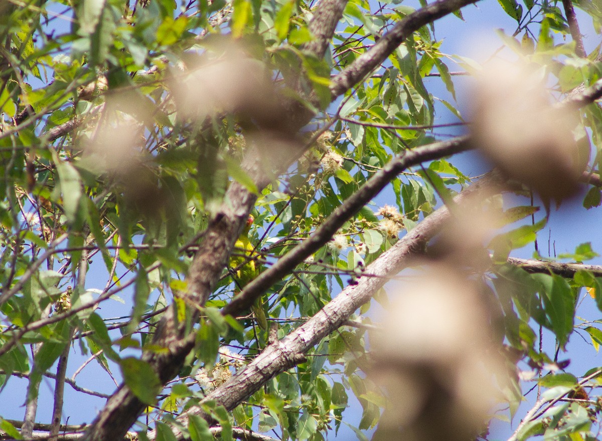 Olive-headed Lorikeet - ML309612491