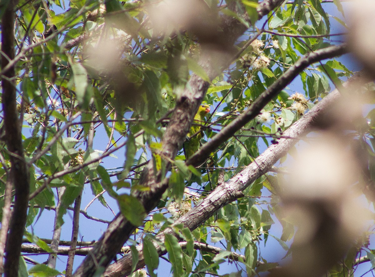 Olive-headed Lorikeet - ML309612501
